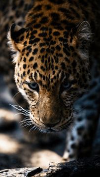 Golden Gaze – Luipaardportret van Urbanwolves