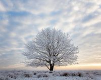 Wintereik