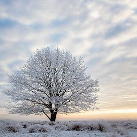 Wintereik by Tony Ruiter