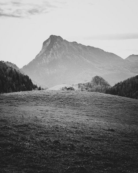 The Lonely Cow BW by SJ Media