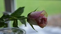 Just a rose.......