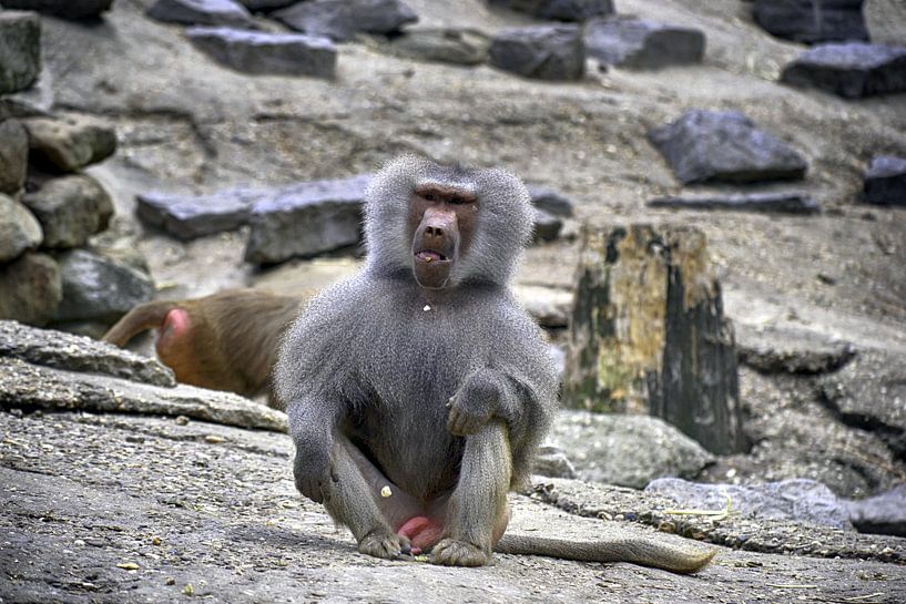 Aapjes von Sidney Portier