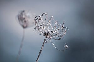 Hiver sur Blanchette van Hooren