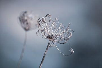 Winter by Blanchette van Hooren