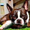Boston Terrier mit Knochen – charaktervolles Hundeporträt von Dlanor