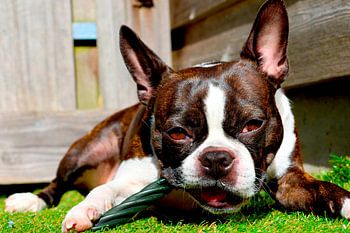 Boston Terrier with a bone – a characterful portrait of a dog