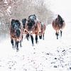 exmoor paarden in de sneeuw van Carina Meijer ÇaVa Fotografie
