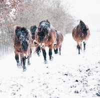 exmoor paarden in de sneeuw