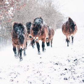 exmoor horses in the snow by Carina Meijer ÇaVa Fotografie