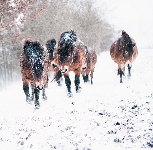 exmoor paarden in de sneeuw