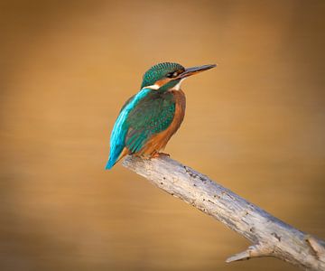 Eisvogel von Michel Van Giersbergen