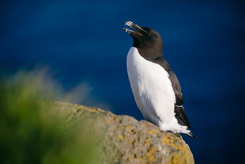 Alk on the cliffs of Látrabjarg (Iceland) by Martijn Smeets