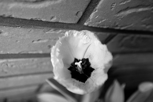 De eerste bloemen in de Emsland-tuin.