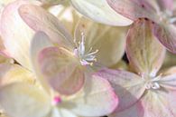 Weisse Blüte mit rosa von Roswitha Lorz Miniaturansicht