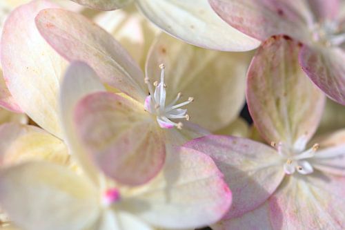 Weisse Blüte mit rosa