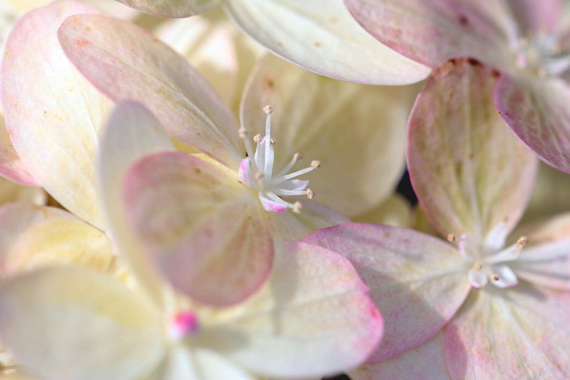 Weisse Blüte mit rosa von Roswitha Lorz