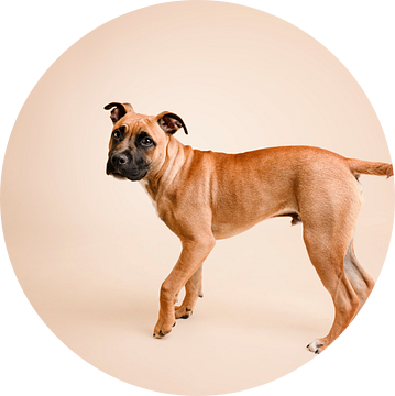 Staffordshire bull terriër pup hond in de studio, met beige als achtergrondkleur