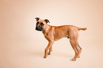 Staffordshire bull terrier puppy dog in studio, with beige as background colour by Elisabeth Vandepapeliere