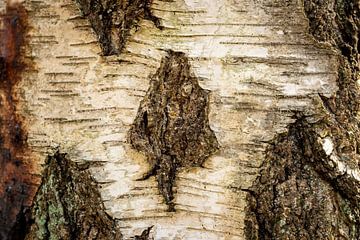 Close up of bark of birch tree by Andreas Nägeli