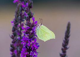 Papillon citron sur Merijn Loch