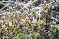 Cranberry plant