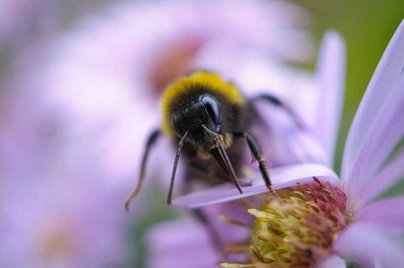 Bumblebee on a flower collecting nectar by Martin Köbsch