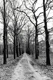 Baumspur in schwarz-weiß