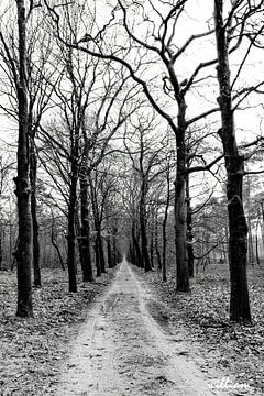 Tree lane in black and white by whmpictures .com