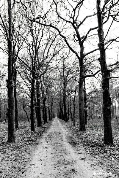 Baumspur in schwarz-weiß von whmpictures .com