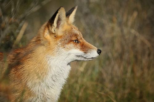 Portret van een vos