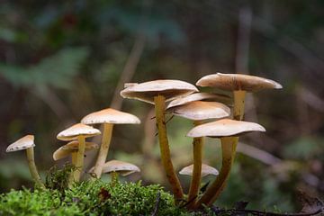 Paddestoelen in het bos op een ondergrond van mos van Robin Verhoef