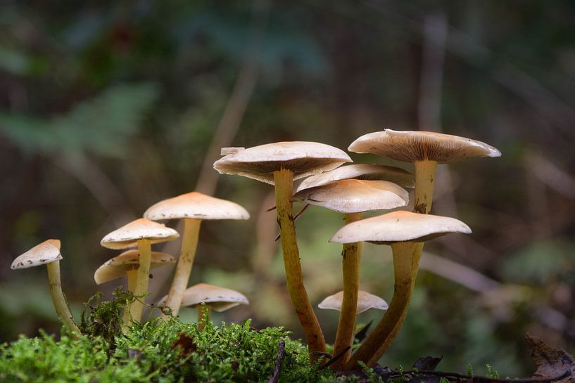 Pilze im Wald auf einer Moosunterlage von Robin Verhoef
