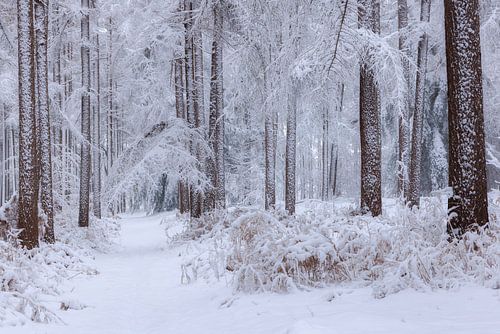 Stiltepad-De Moeren, Brabant