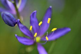 oncostema peruviana - Scilla von Frank Ubachs fotografie
