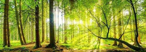 Waldpanorama mit Sonnenstrahlen