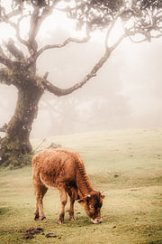 Vache paissant à Fanal, sur l'île de Madère