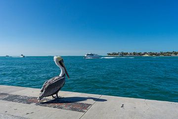 Verenigde Staten, Florida, Sunset key island achter bruine pelikaan vanaf mallory square van adventure-photos