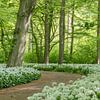 Een pad met wilde knoflook slingert door het geurige lentebos van Moetwil en van Dijk - Fotografie