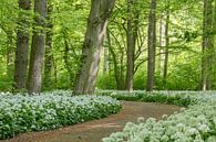 A path of wild garlic meanders through the fragrant spring forest by Moetwil en van Dijk - Fotografie thumbnail