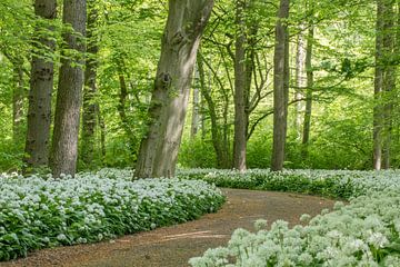 Een pad met wilde knoflook slingert door het geurige lentebos