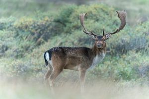 Männlicher Damhirsch.