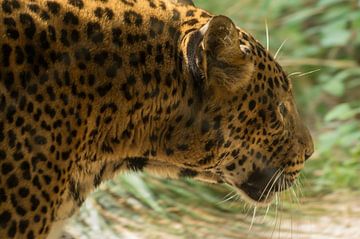 léopard sur Andrea Ooms