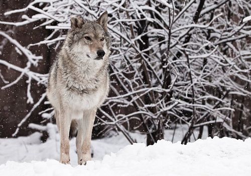 vrouwelijke wolf staat prachtig en trots op en kijkt uit naar het besneeuwde winterbos, een krachtig