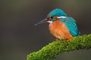 Eisvogel