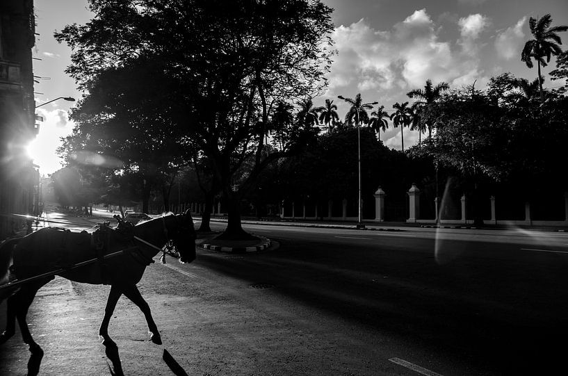 Paard in Havana by Annemarie Winkelhagen