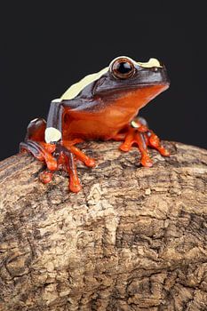 Clownfrosch (Dendropsophus leucophyllatus)