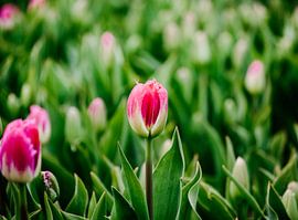 tulip in the colour pink by Pix-Art By Naomi.k