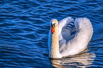 Where the light kisses the feathers by Photoart-Naegele