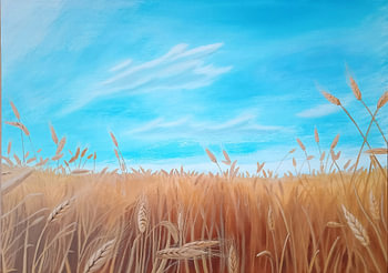 Cornfield