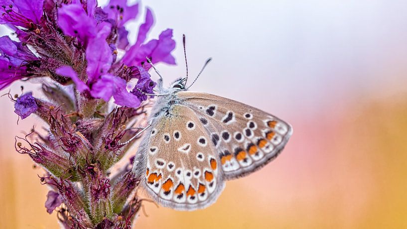 papillon par Jan Linskens